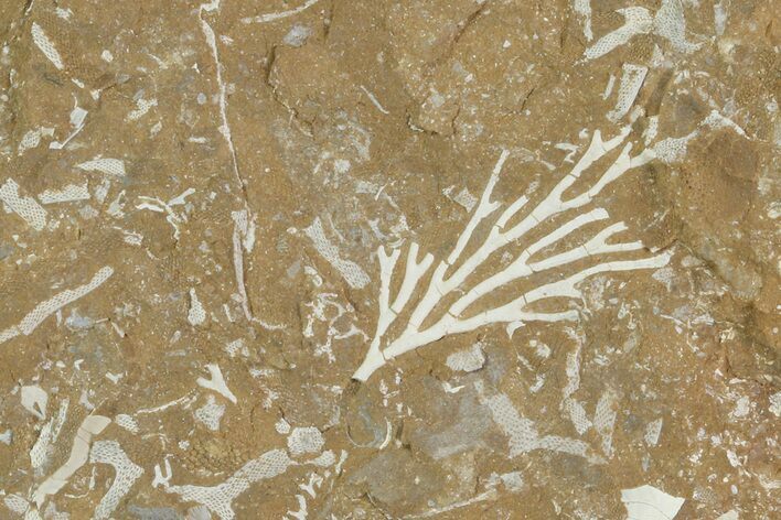 Ordovician Bryozoan (Pseudohornera) Plate - Estonia #89745